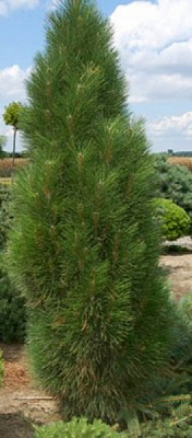 Растение Сосна черная / Pinus nigra Green Tower, C15