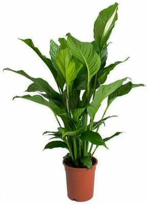 Растение Спатифиллум Свит Лаурета d24/h120 