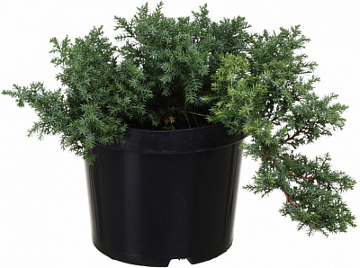 Растение Можжевельник Procumbens nana C3