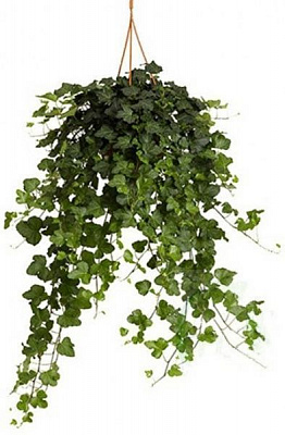 Рослина Підвіска Хедера Вандер 19/60