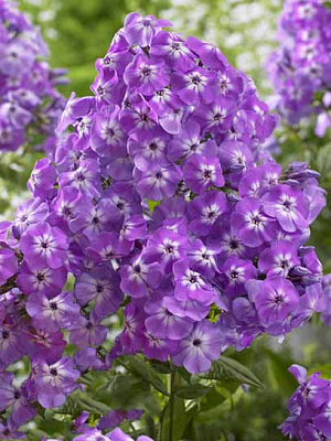 Корневище флокса Голиаф 1 шт. 