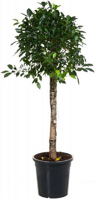 Растение Фикус 27х150 см Нитида