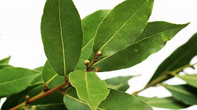 Рослина Лавр Нобіліс d9/h28