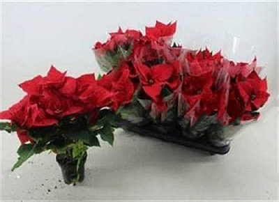 Растение Пуансетия 10х35 pulcherrima christmas Universe красная