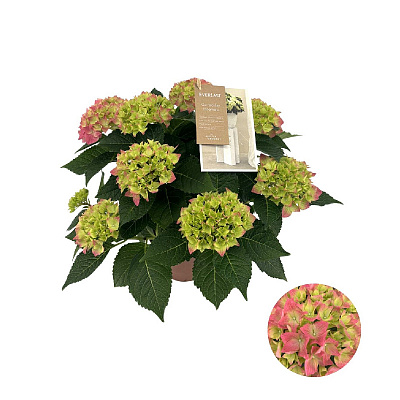 Рослина Гортензія 14 х40 ніжно-рожева