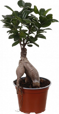 Растение Бонсай Микрокарпа d12/h35
