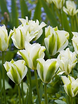 Луковица TUBERBULB Export B.V. тюльпана зеленоцветного Сприн Грин 3 шт. 