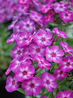 Корневище флокса Пикси Миракл 1 шт. 