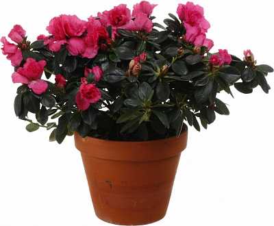 Рослина кімнатна Азалія мікс 17/35