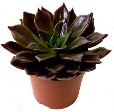 Растение Суккулент микс в горшке магнит 7/10