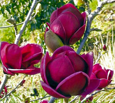 Растение Магнолия Black Tulip d21/h50