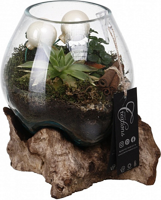 Растение комнатное Композиция золотая коллекция суккуленты с шарами в плавленном весе в дереве 20х25 см