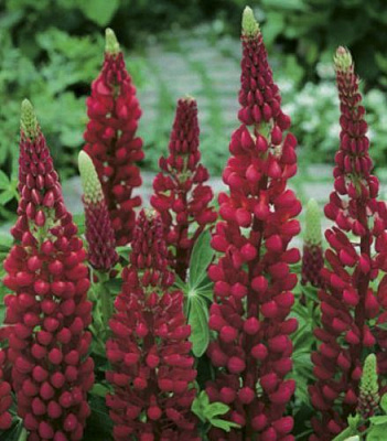 Корневище Яскрава Люпин My Castle 1 шт. 