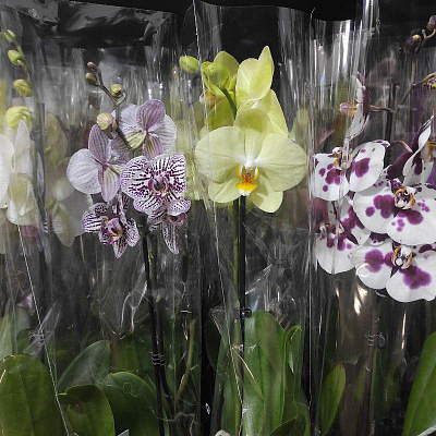 Растение Фаленопсис (орхидея) 12х60-65 1 ствол микс (Bernhard)