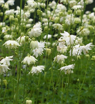 Аквилегия обыкновенная 'White Barlow'