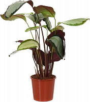 Растение комнатное Калатея микс 19x85 см