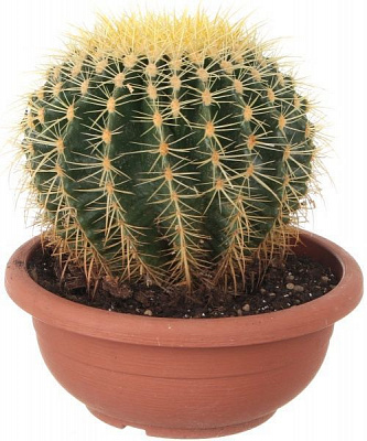 Рослина Кактус Грузоні 24х30 см