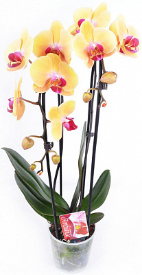 Рослина фаленопсіс 55 см Elegant Cascade