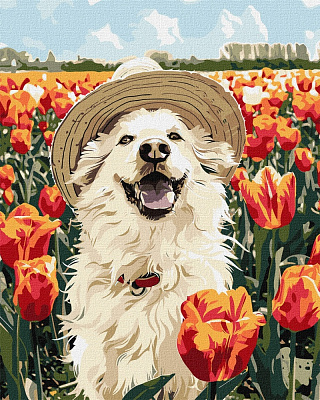 Картина по номерам Счастливый лабрадор 40x50 см Ideyka