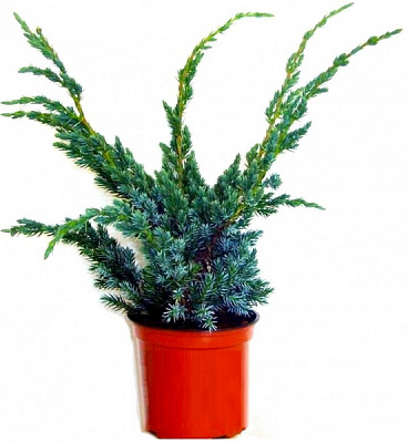 Растение Можжевельник майары d17/h30