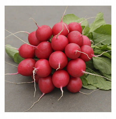 Насіння Професійне насіння редиска Стеллар F1 2г (4820176693808)