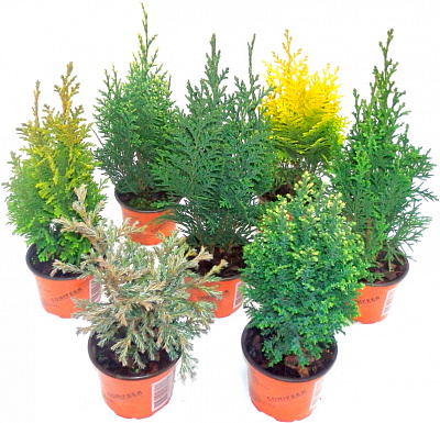 Рослина Хвойні мікс 9x20 см