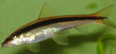 Рибка Сіамський Водоростеїд 3-5 см