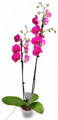 Растение Фаленопсис микс 2 стов. 8/12 + 9/35-45