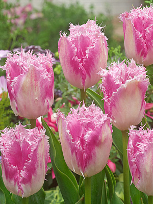 Цибулина тюльпана бахромчастого Хьюс тен Бош 3 шт.