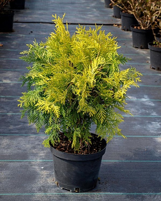 Растение Туя западная Golden Globe (V19-S23 h60-70 d60+ C25)