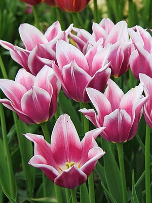 Луковица TUBERBULB Export B.V. тюльпана лилиецветного Клаудия 3 шт. 