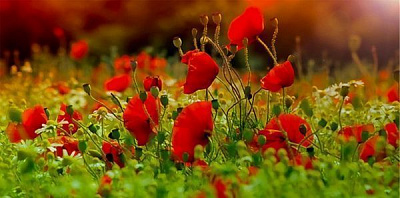 Репродукция Маковое поле 96x48 см i_96x48_00061 