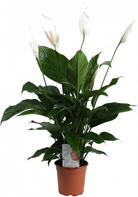 Рослина кімнатна Спатіфіллум Sweet Lauretta 21/95