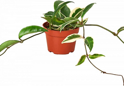 Растение Хойя Krimson Queen d12/h15