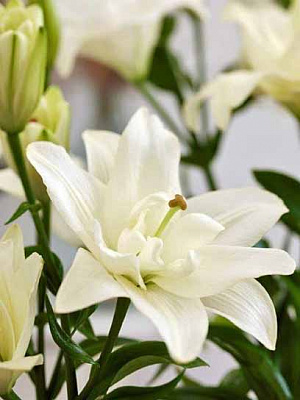 Луковица VWS EXPORT – IMPORT OF FLOWERBULBS B.V. лилии ЛА Бельведере 1 шт. 