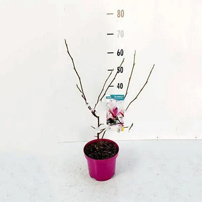 Растение Магнолия 19х70 розовая Soulangeana