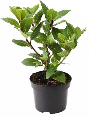 Рослина кімнатна Лавр 11х25 см