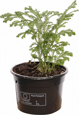 Рослина селогінелла джорі компакта 9/15