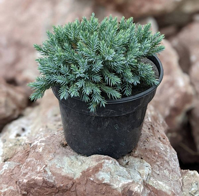 Растение Можжевельник чешуйчатый Blue Star (V18-F21 40+ C15)