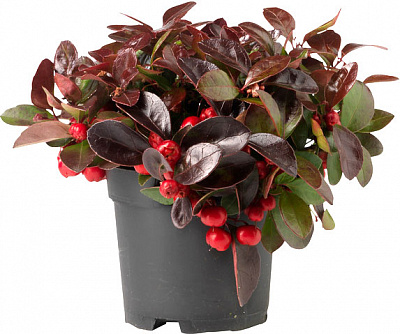 Растение комнатное Гаултерия мукроната 11x15 микс