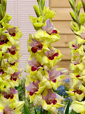 Клубнелуковица TUBERBULB Export B.V. гладиолуса Орекл 3 шт.