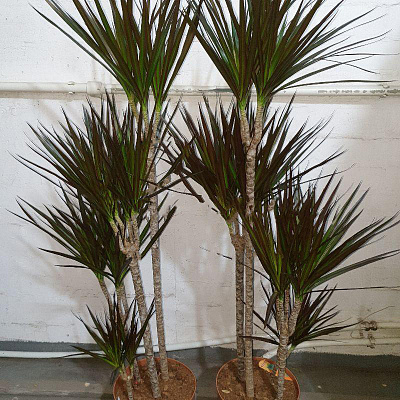 Растение Драцена 27х150 Marginata 4 ствола