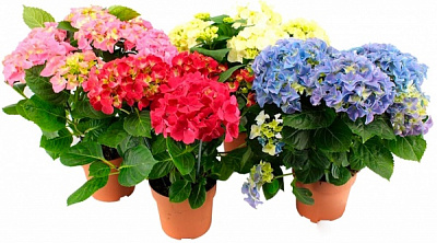 Растение Гортензия macrophila микс d30/h60