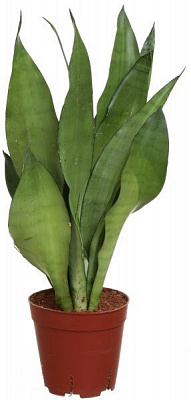 Растение Сансевьера Laurentii 14/50