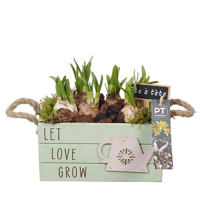 Рослина Композиція 20 х25 нарцис у дерев\'яному кашпо з ручками