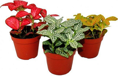 Растение комнатное Фиттония 8/15Fittonia mix