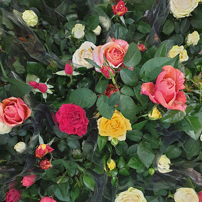 Рослина Троянда 12х30 великоголова мікс