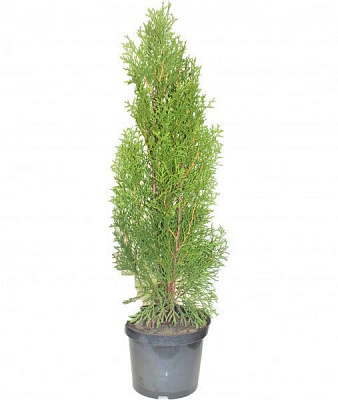 Саженец MegaPlant Туя западная Smaragd С3