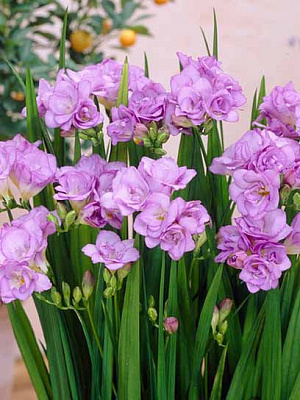 Клубнелуковица TUBERBULB Export B.V. фрезии махровой синей 5 шт. 