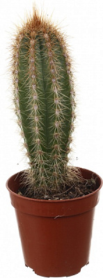 Рослина кімнатна Кактус мікс 5х10 см